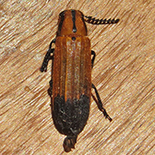 Tenerus species